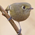 Separated from Ruby-crowned Kinglet by dark legs, thicker and slightly hooked bill, nearly complete eye-ring (only broken on top, kinglets is broken on top and bottom). Kinglets are constantly moving: Hutton
