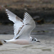 Immature (1st winter) in flight. Note: dark carpal bar on top of wing and dark cap.